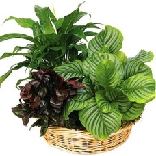 Green charm (Standard)